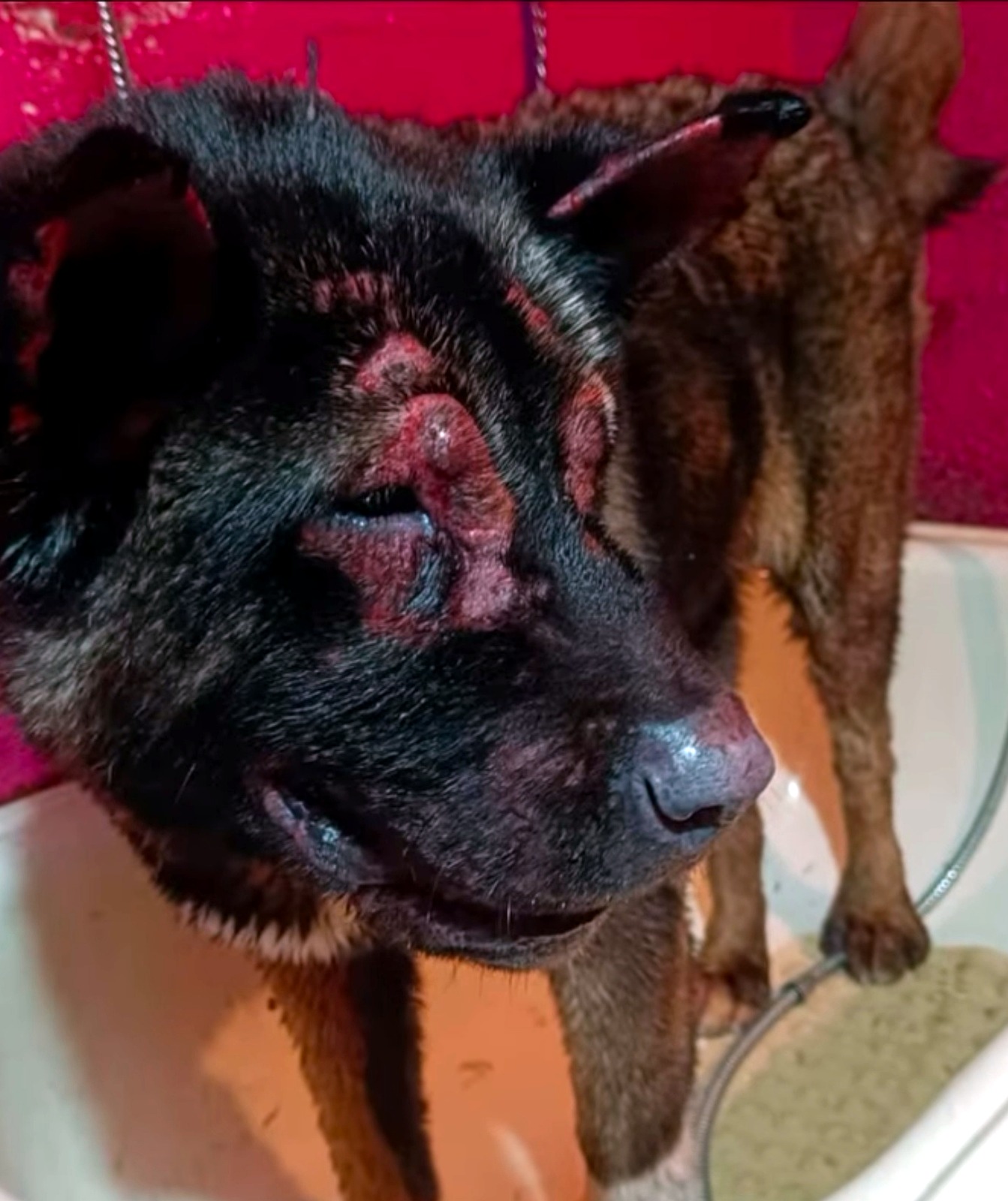 Paciente canino con lesiones faciales antes del tratamiento