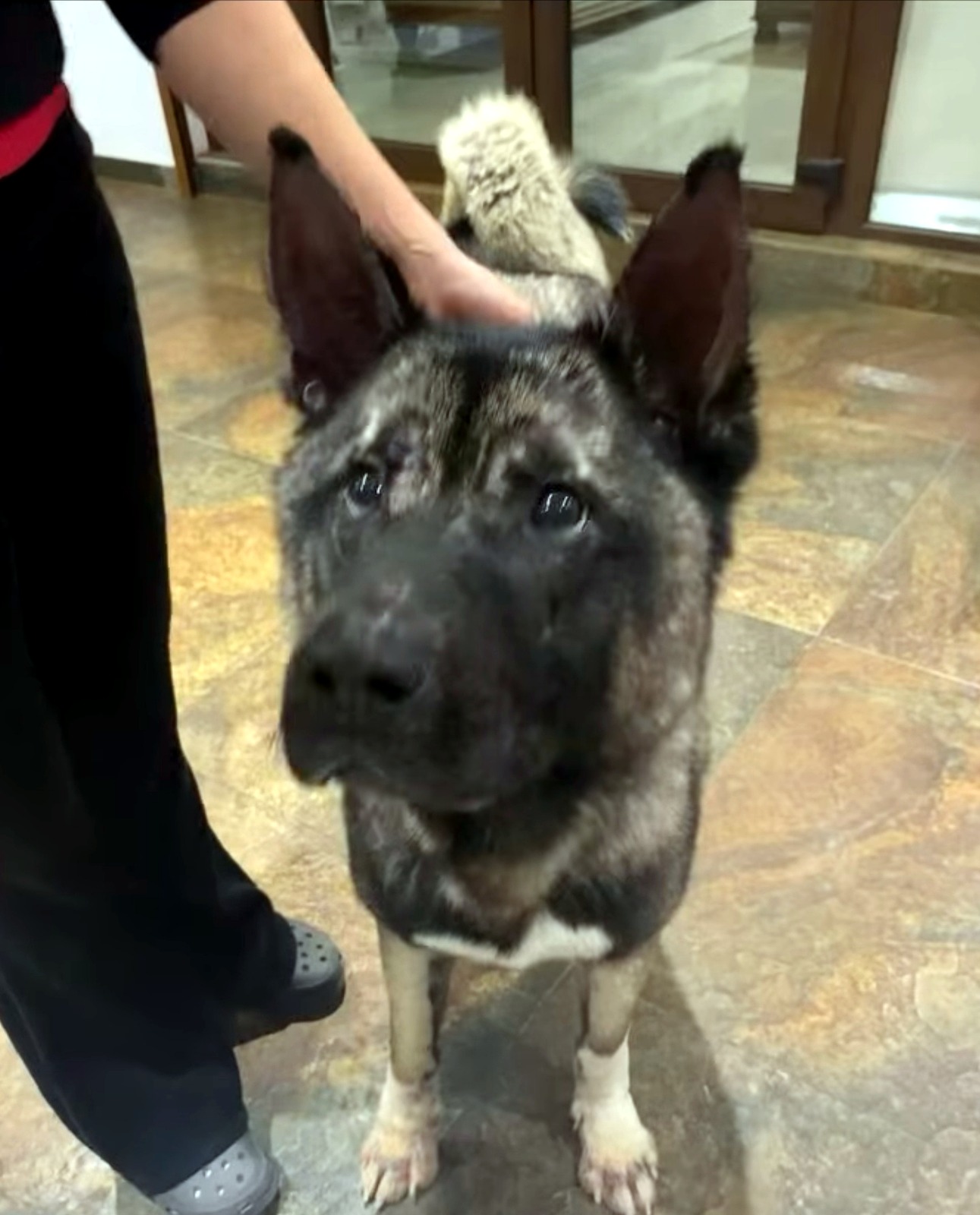 Paciente canino después del tratamiento dermatológico